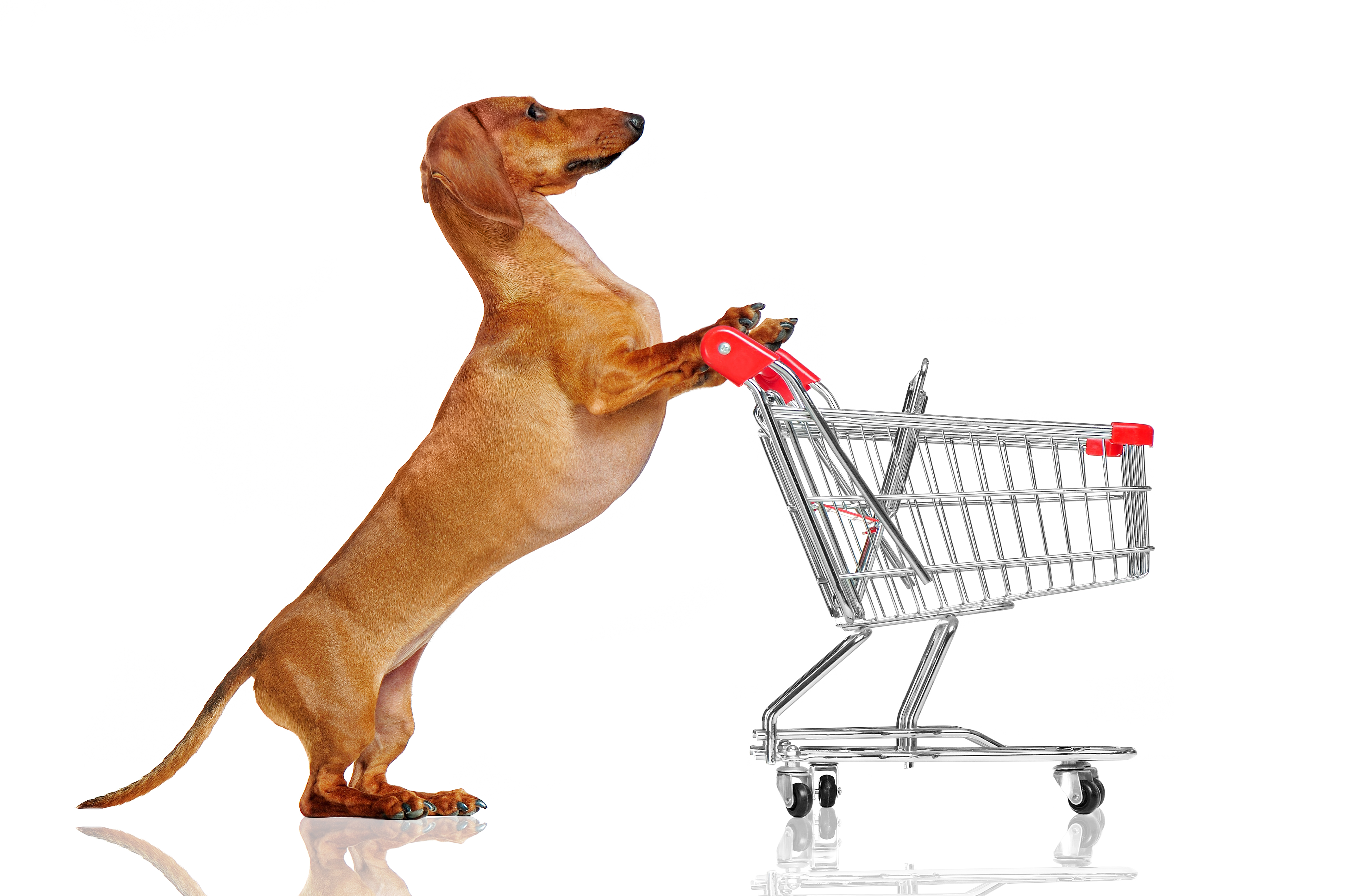 Empty cart